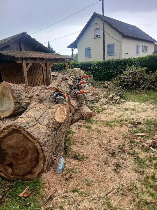 Tronc débité après l'abattage sécurisé d'un arbre