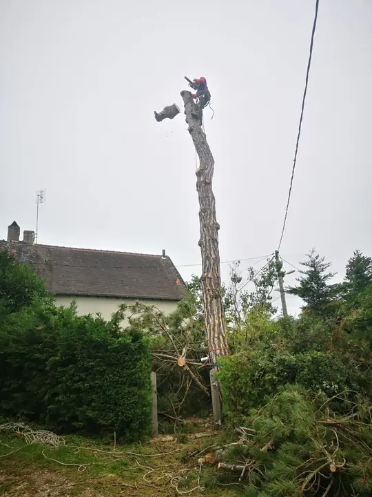 Élagueur grimpeur travaillant dans la couronne d'un arbre