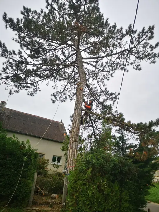 Élagage sécurisé d'un grand arbre à proximité d'une habitation