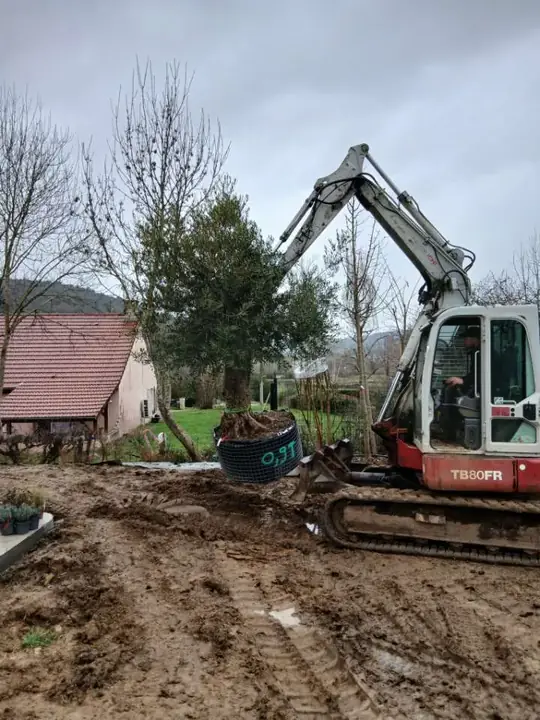 Mise en place d'un arbre avec l'aide d'une mini-pelle